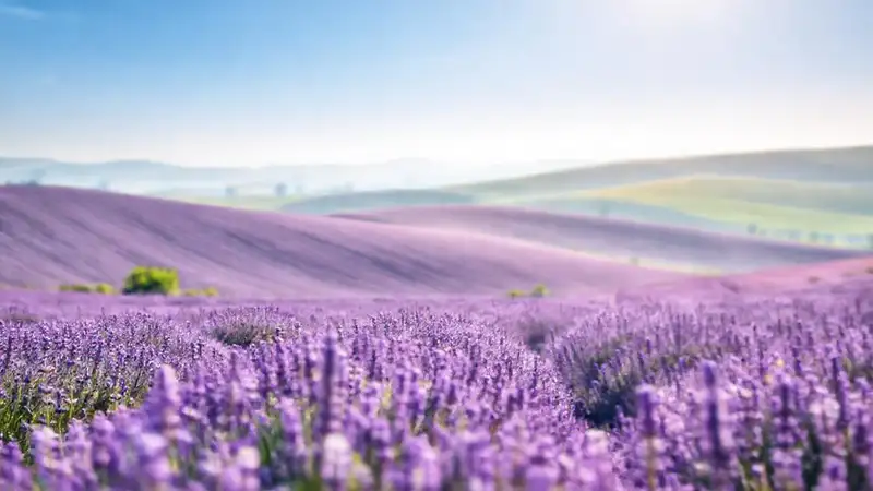 Campo de lavanda, atmósfera serena y apacible