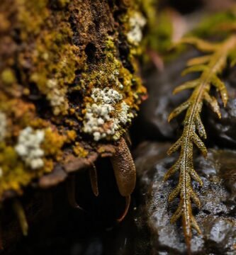 La naturaleza exhibe texturas y luces dramáticas