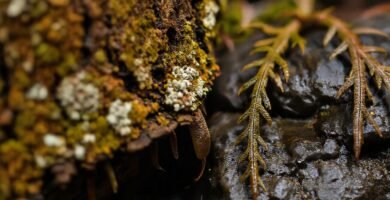 La naturaleza exhibe texturas y luces dramáticas