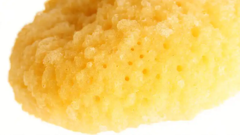 Esponjas naturales: detalle y belleza científica